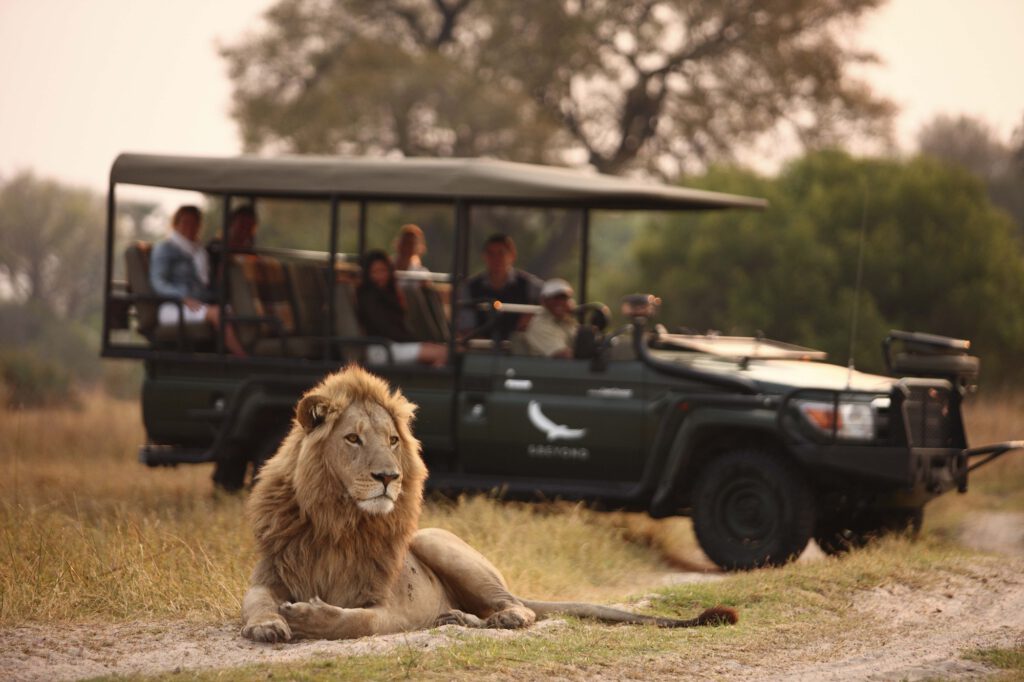 1_andBeyond_safari_lion