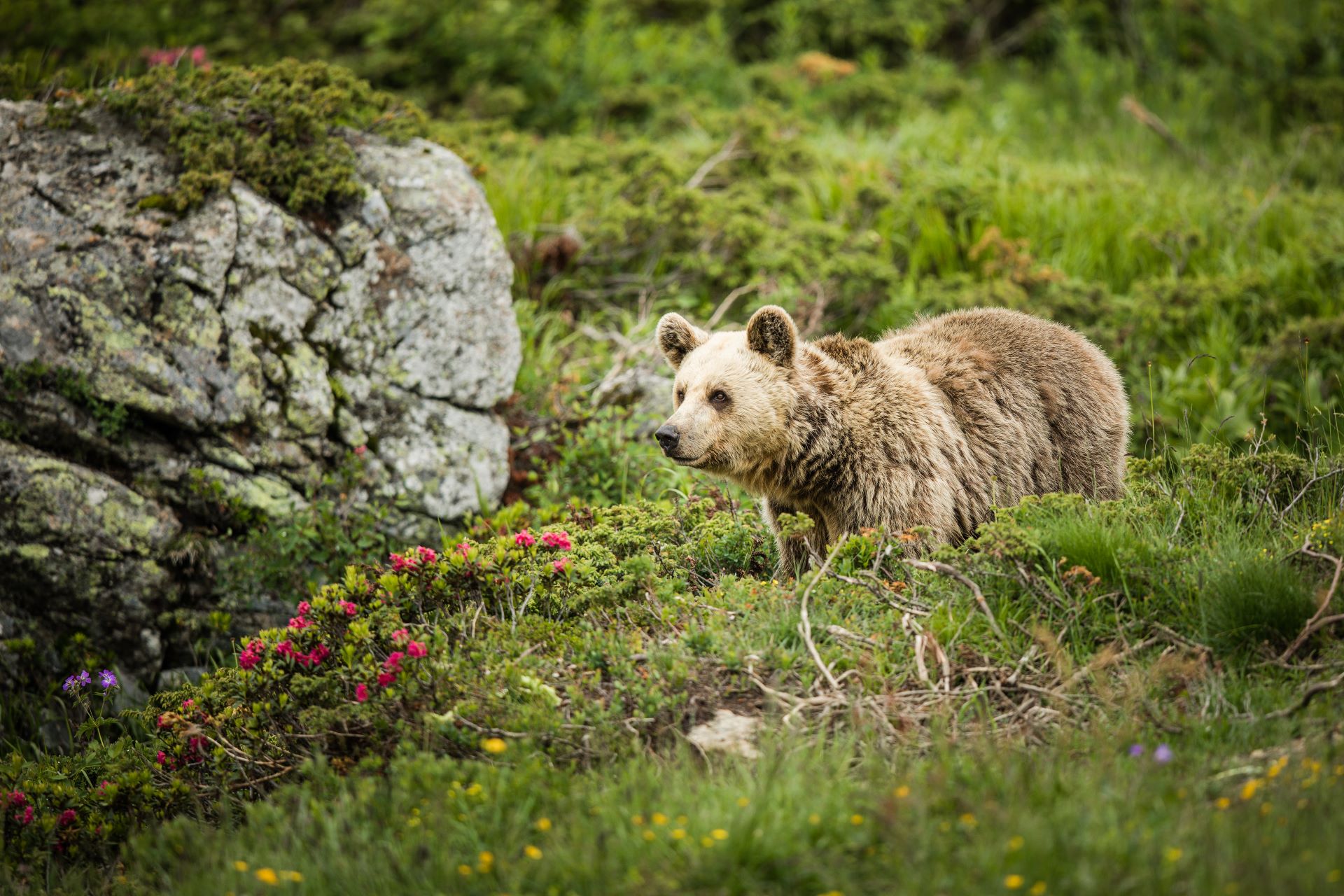 8_Arosa Tourismus_Bärenland_NQ4A7469